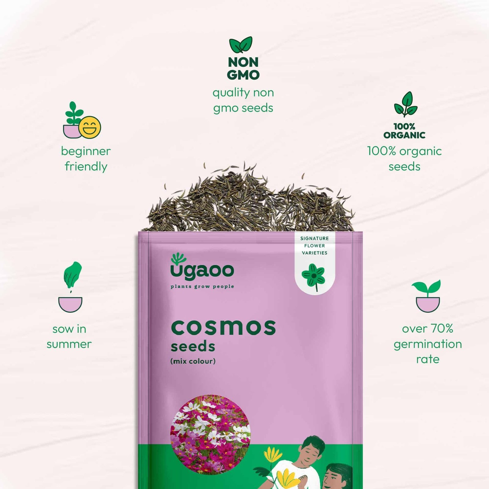 Cosmos Flower Seeds (Purple and White, Pack of 100) - Image 4