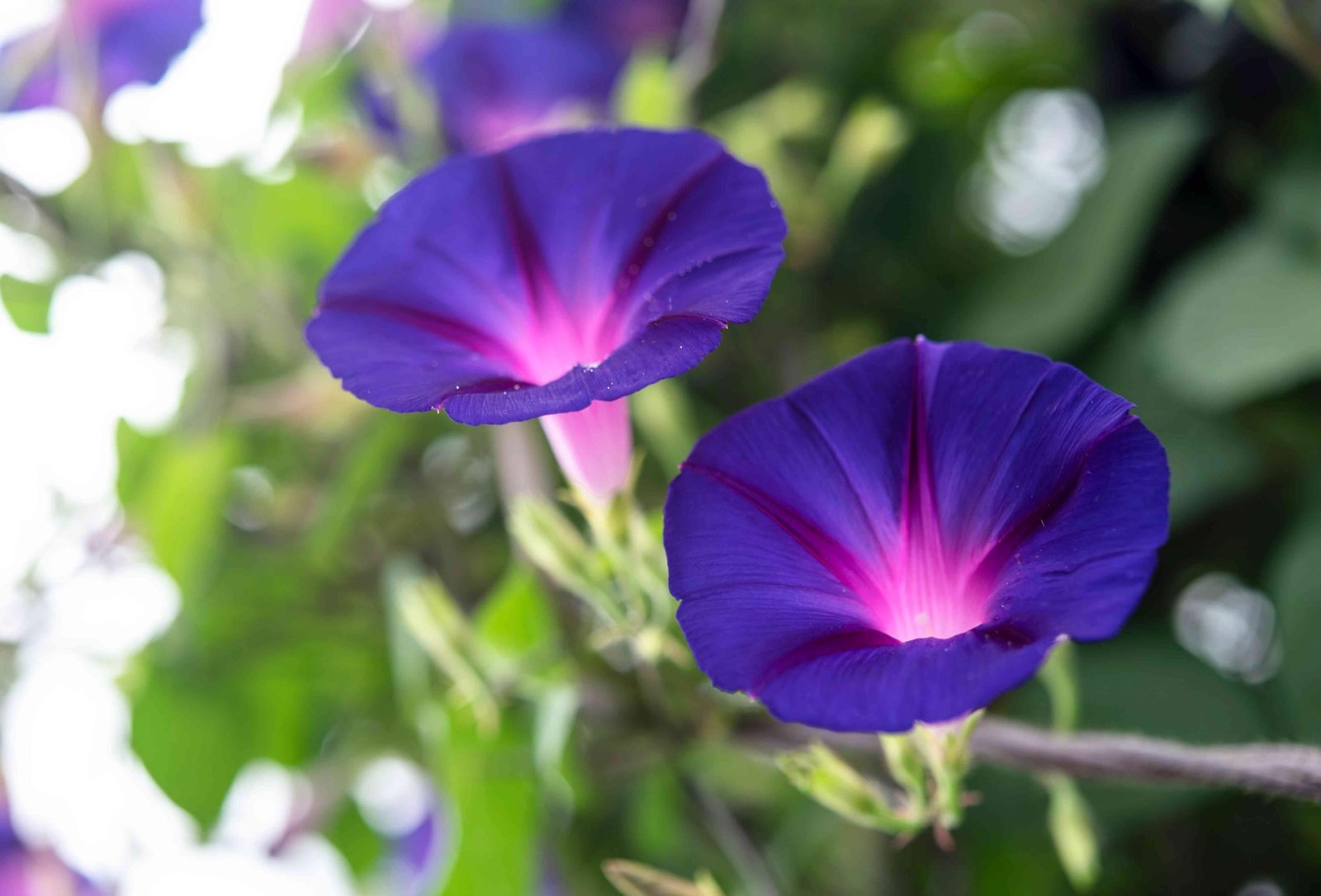 Morning Glory Flower Seeds for Planting – Fast Growing Climbing Vine, Mixed Color Blooms, Easy to Grow Garden Seeds (Pack of 30 Seed) - Image 3