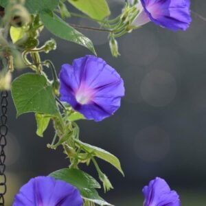 Morning Glory Flower Seeds for Planting – Fast Growing Climbing Vine, Mixed Color Blooms, Easy to Grow Garden Seeds (Pack of 30 Seed)