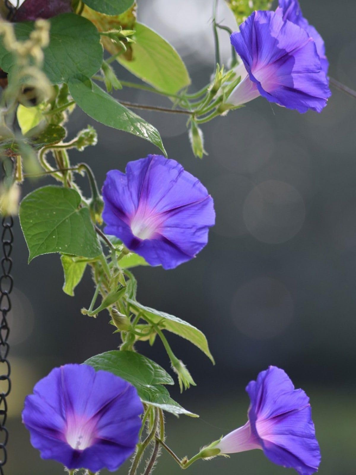 Morning Glory Flower Seeds for Planting – Fast Growing Climbing Vine, Mixed Color Blooms, Easy to Grow Garden Seeds (Pack of 30 Seed)