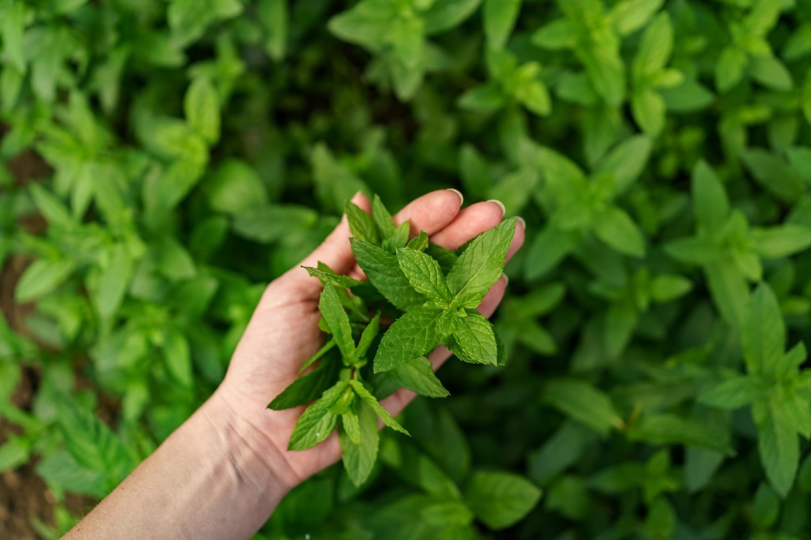 Tulsi Herb Seeds For Home Garden(8000 To 10000 Seeds) 6 Gram | Rama Tulsi Seeds | Herb planting seeds ideal for both home gardening | High Germination Rate - Image 8
