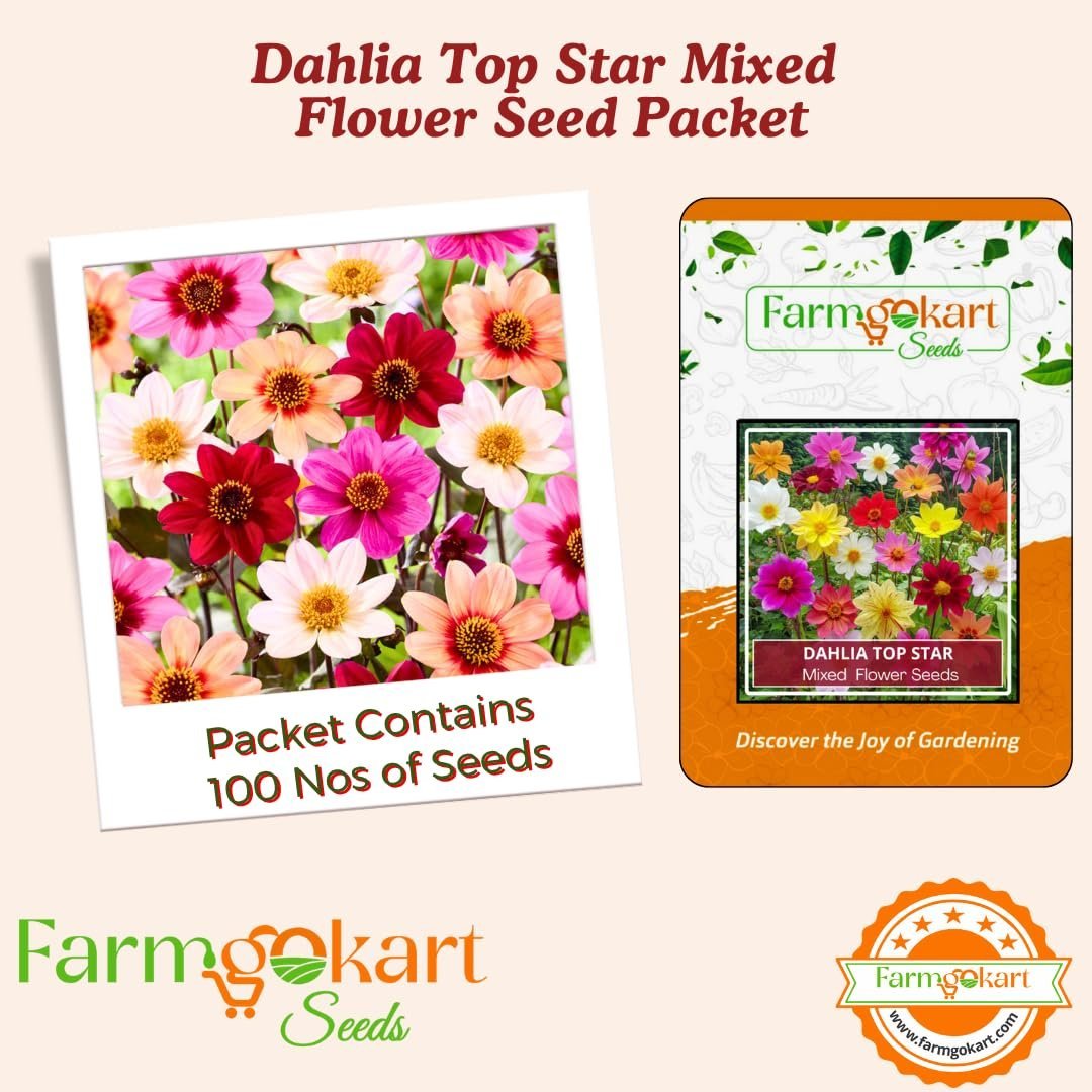 Winter Season ~ Flower Seeds Combo Collection Pack of 6 varieties for Home Garden ~ Dahlia, Sweet William, Mesembrayanthem, Salvia, Gazania and Verbana - Image 2