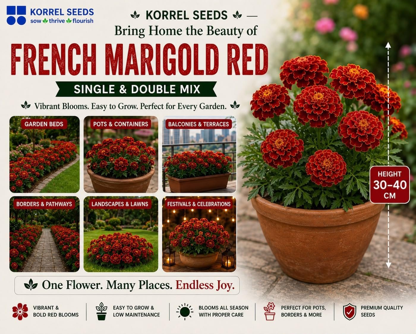 French Marigold KS Special Scarlet Red Flower Seeds 100g (Tagetes patula) | Professional Nursery Pack | Winter Flower Seeds for Pots, Beds, Balcony & Garden - Image 7