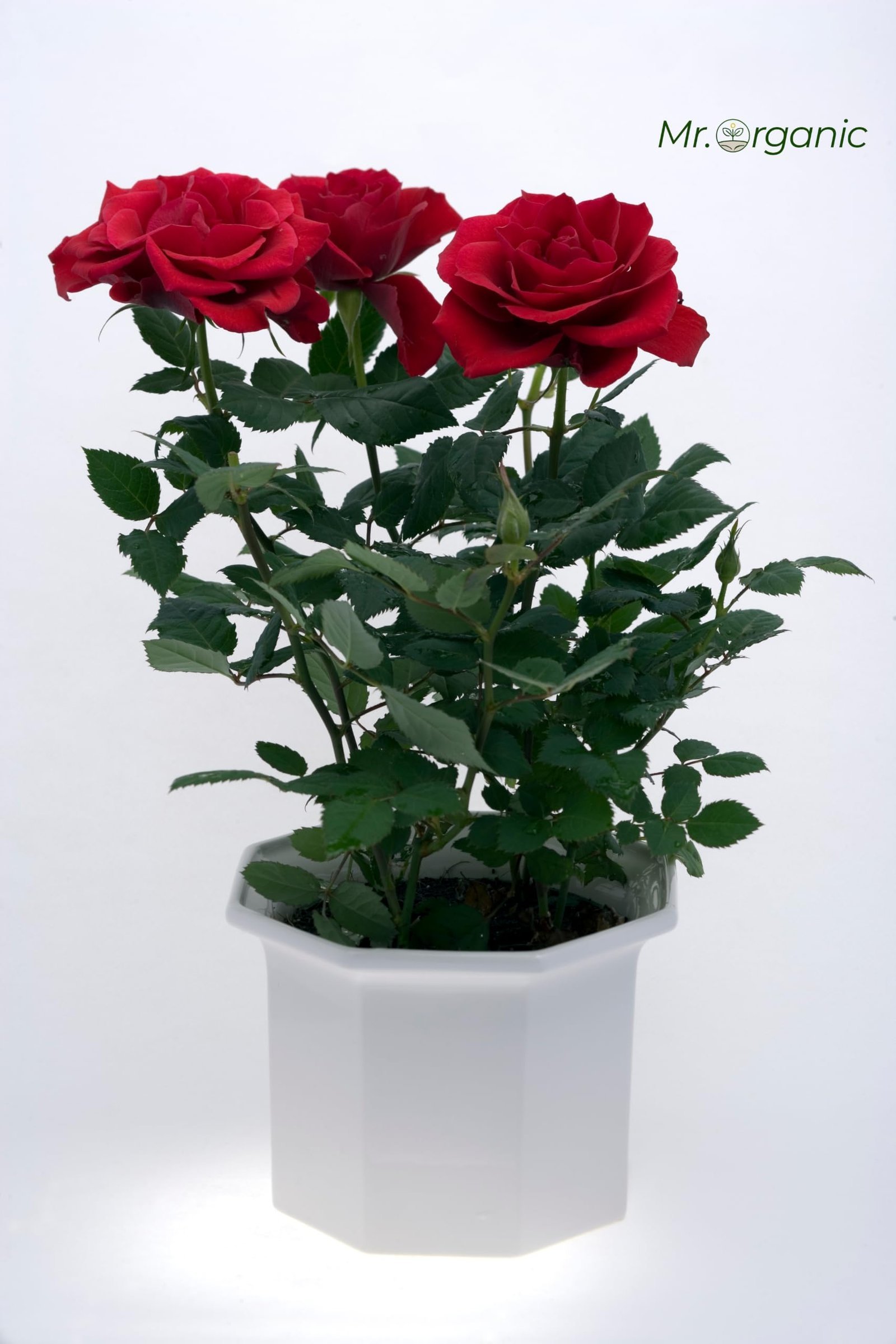 Climbing Rose Seeds For Home Garden (5 gram) | Red,Pink,White Colour Flower Seeds | A Vibrant Mix Colour Enhance Your Garden | High Germination Rate - Image 4