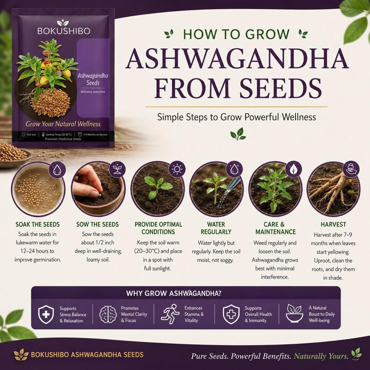Organic Ashwagandha Seeds for Planting & Farming (Withania Somnifera/Indian Ginseng) - Pack of 500 mg | High Germination Rate Open-Pollinated Non-GMO Ayurvedic Herb Seeds for Home Garden - Image 4