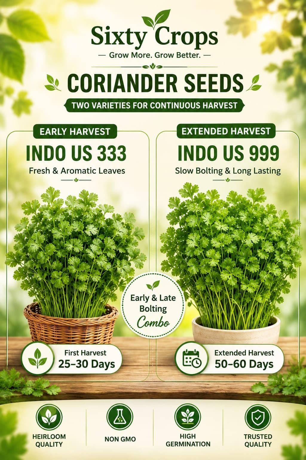 Premium Early & Extended Harvest Coriander (Dhaniya) Seeds Combo Pack |Dual variety| Approx. 3700 seeds |16g | Early & Late Bolting | Kitchen Garden & Terrace Gardening. - Image 6