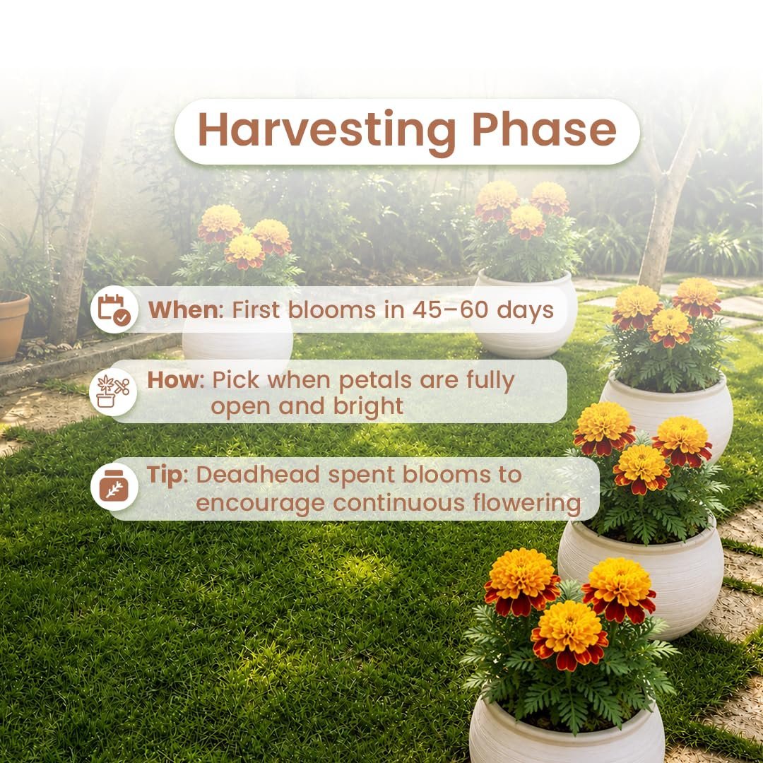 French Marigold Orange Flower Seeds (Pack of 200) – Patula Nana; Easy to Grow Pots & Balcony Friendly - Imported GIY Seeds for Balcony & Home Gardening - Image 4
