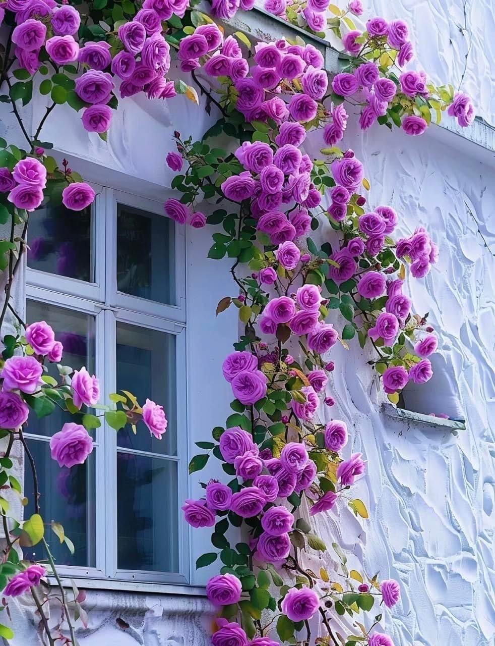® Climbing Rose Imported Flower Seeds for Home and Kitchen Gardening Pack of 60 to 70 seeds (cream) - Image 3