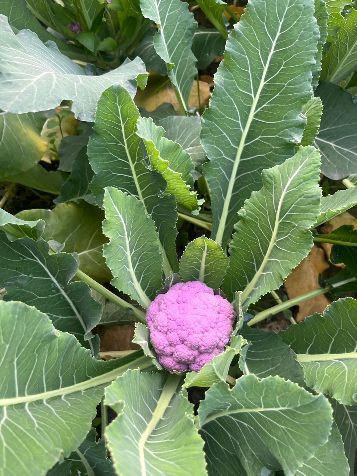 Purple Cauliflower (Ghobhi) Vegetable Seeds, Vegetable Seed for Home Gardening, Cauliflower (Ghobhi) Seed (Purple, Pack of 25 Seeds) - Image 5