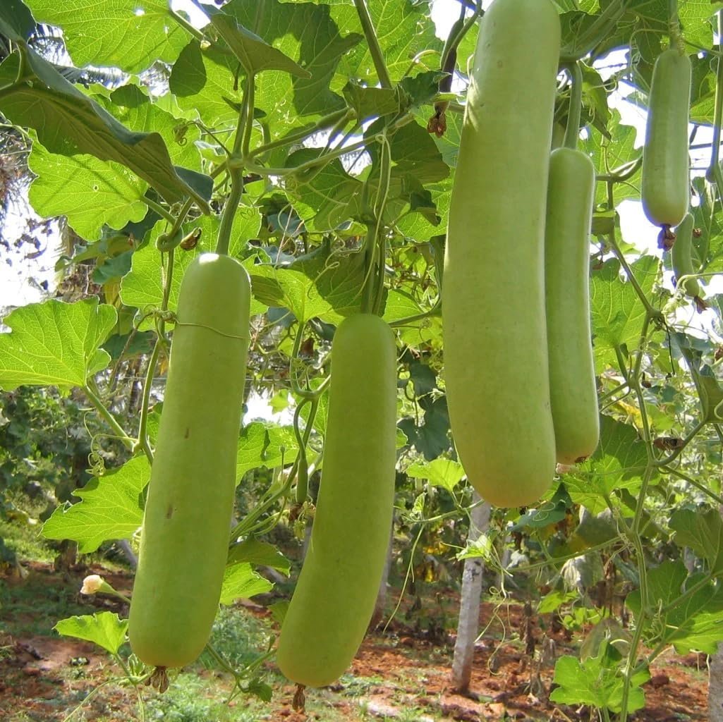 Summer Vegetable Seeds Kit Pack of 5 (Bottle Gourd Long, Spongegourd Chikni, Bitter Gourd Spiny, Okra (Bhindi) Green & Brinjal Round) + Free Coir Seed Germination Kit - 4 Pcs - Image 3