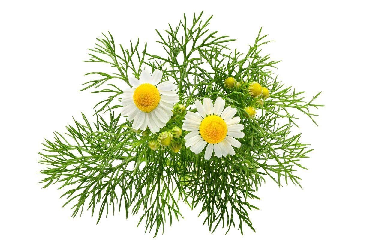 German Chamomile Fresh Herb Seeds for Home Terrace and Kitchen Indoor Outdoor Gardening Farming (Pack of 100 Seeds)