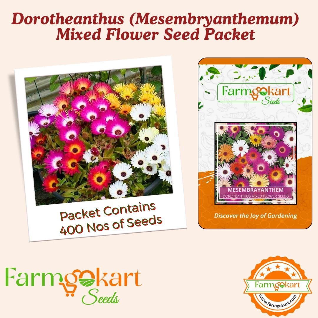 Winter Season ~ Flower Seeds Combo Collection Pack of 6 varieties for Home Garden ~ Dahlia, Sweet William, Mesembrayanthem, Salvia, Gazania and Verbana - Image 4