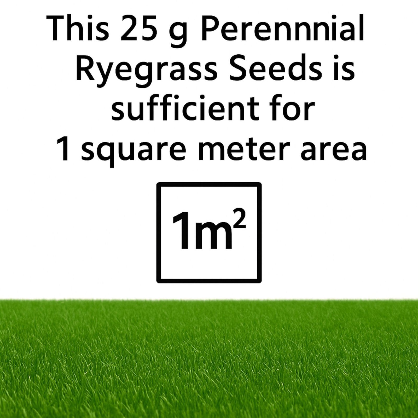 TURFOWL Perennial Ryegrass Seeds for Lawn | Fast Germination, High Traffic Tolerance Grass Seed | Ideal for Home Garden, Sports Lawn & Landscaping (25 g) - Image 2