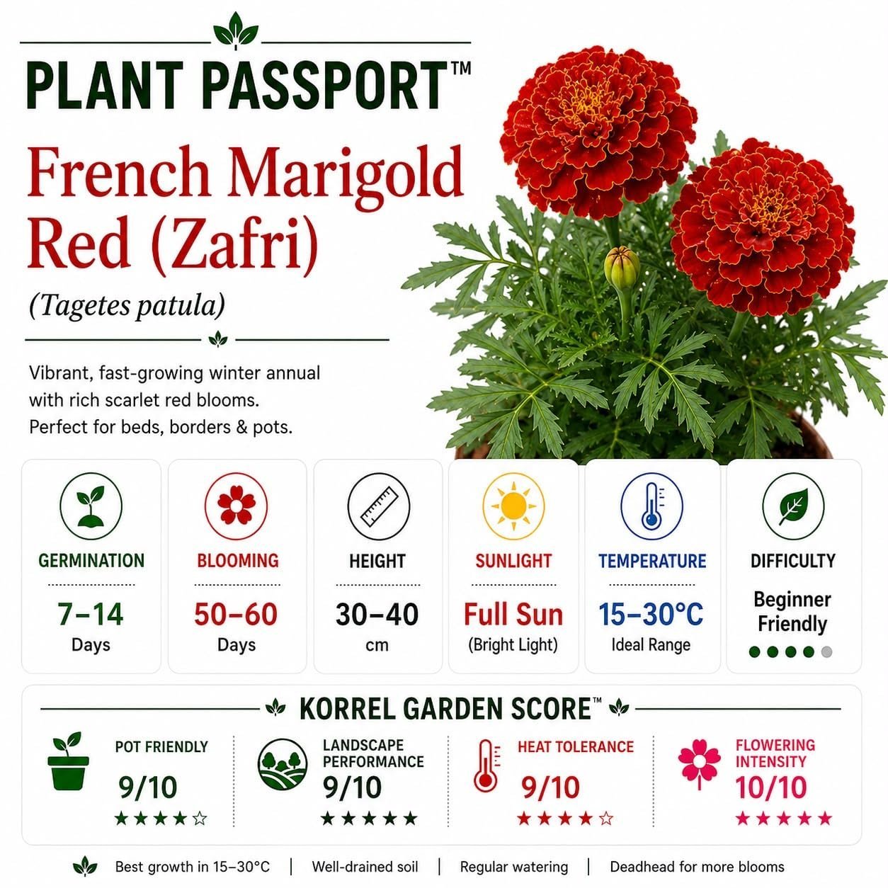 French Marigold KS Special Scarlet Red Flower Seeds 100g (Tagetes patula) | Professional Nursery Pack | Winter Flower Seeds for Pots, Beds, Balcony & Garden - Image 2