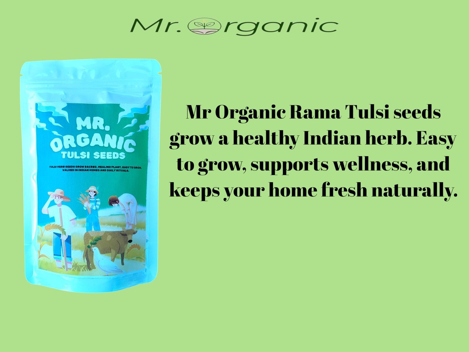 Tulsi Herb Seeds For Home Garden(8000 To 10000 Seeds) 6 Gram | Rama Tulsi Seeds | Herb planting seeds ideal for both home gardening | High Germination Rate - Image 2