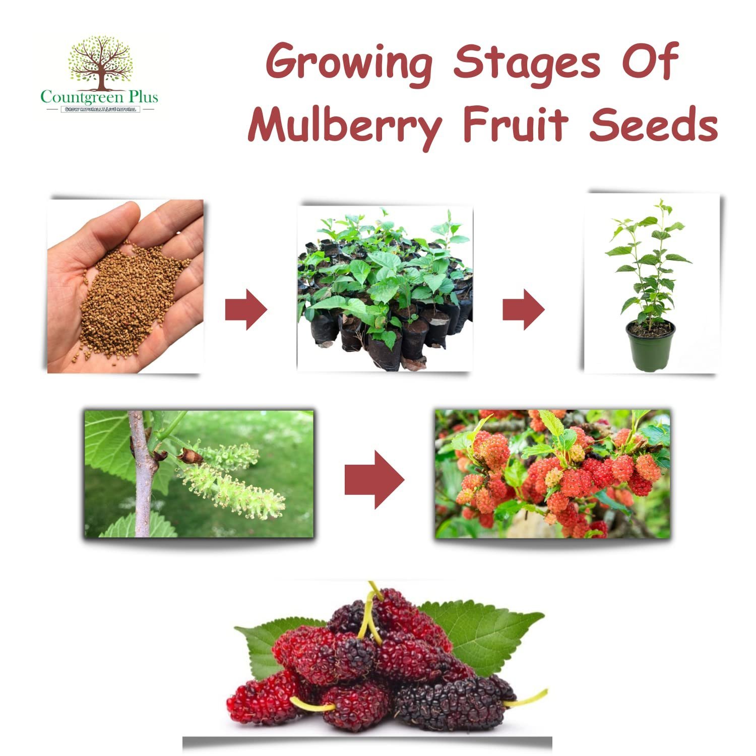 Organic Mulberry (Sehtut) Non-GMO Plating 100 Fruit Seeds for Home, Garden, Terrace, Balcony - All Season Growing Seeds - Image 4