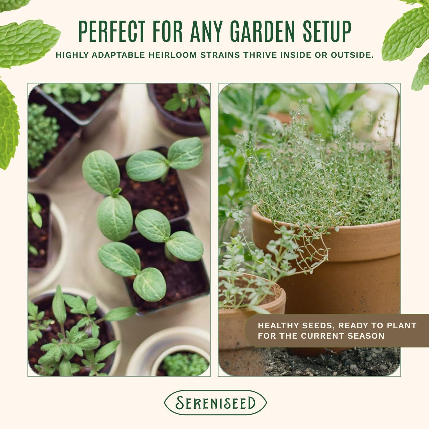 Certified Organic Herb Seeds (Pack of 10) - GMO, Heirloom - Seed Start Video - Basil, Coriander, Oregano, Thyme, Parsley, Lavender, Chives, Sage, Dill Seeds for Indoor and - Image 5