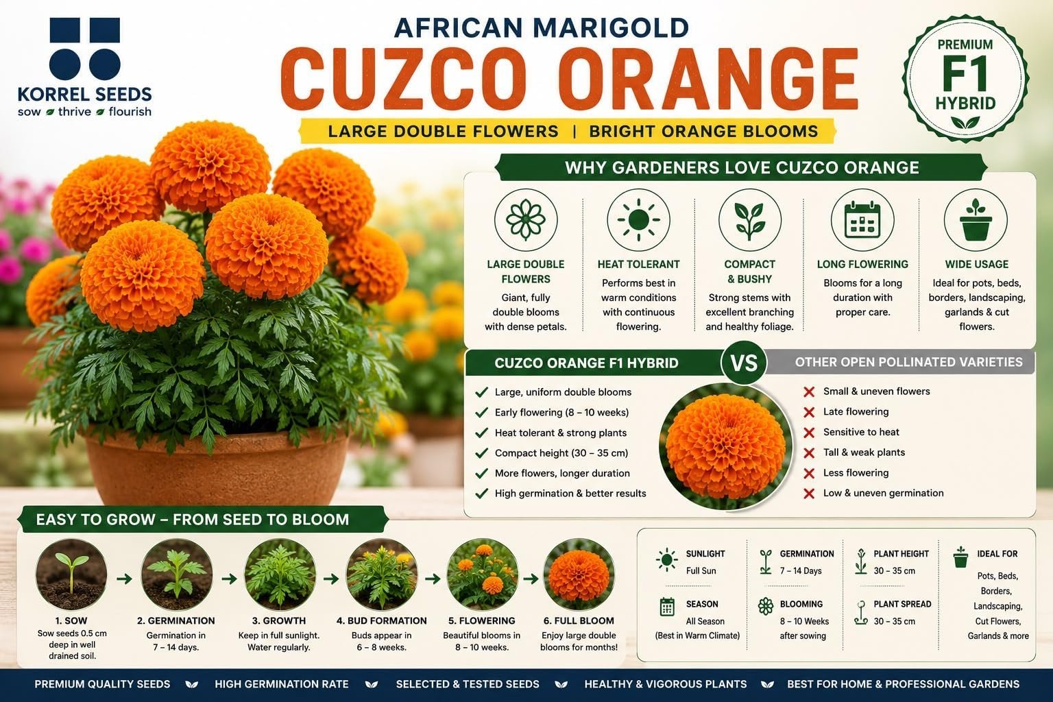 African Marigold Cuzco F1 Hybrid Orange Flower Seeds | Professional Growers Pack | 1000 Seeds | Large Double Flowers | Nursery & Commercial Cultivation (1000 Seeds) - Image 8