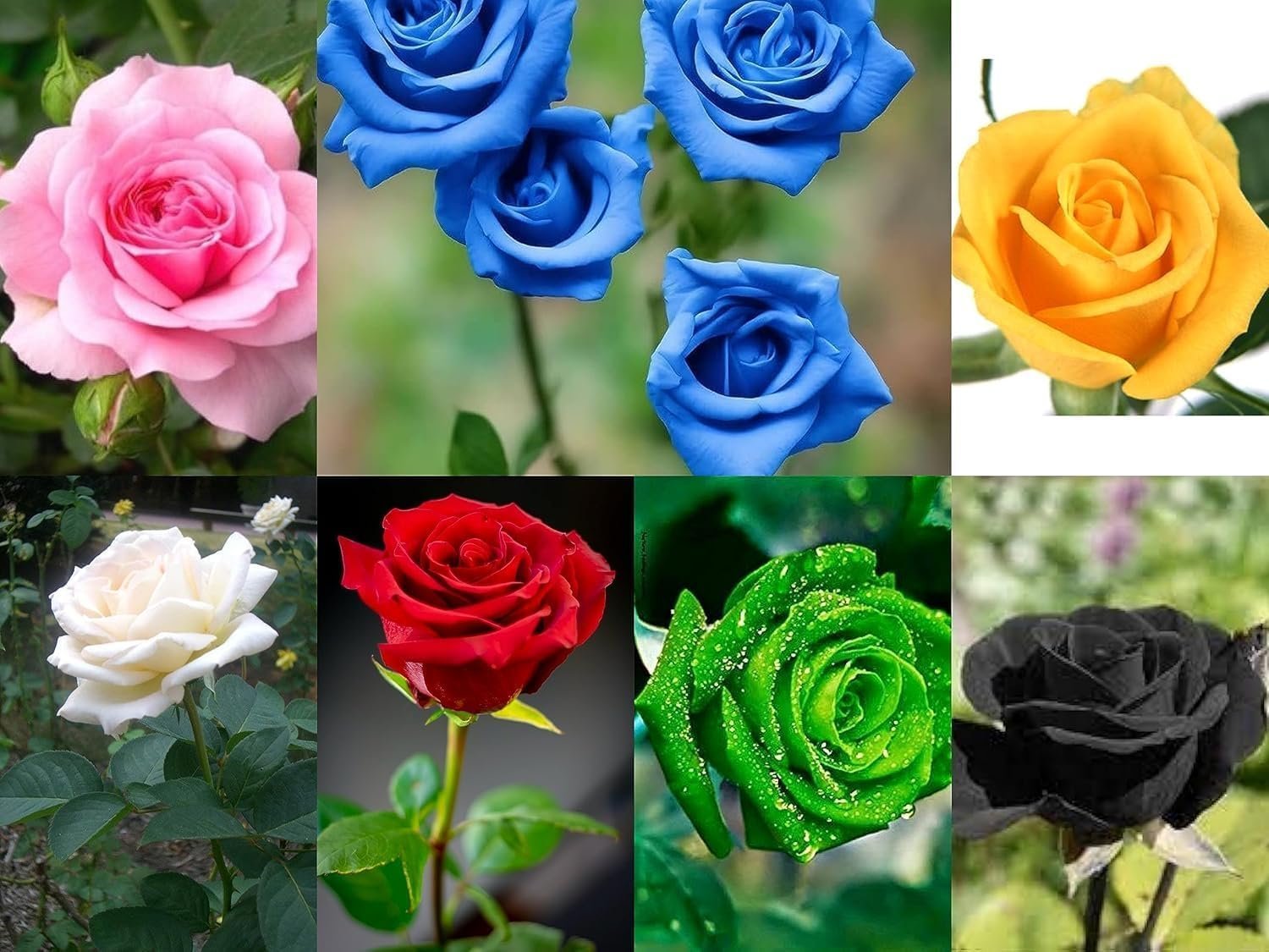 7 Multicolor Rose Gulab Flower Seeds, 105+ Seeds (Red, Blue, White, Black, Green, Pink, Yellow 15+ Pcs, Each) - Image 3