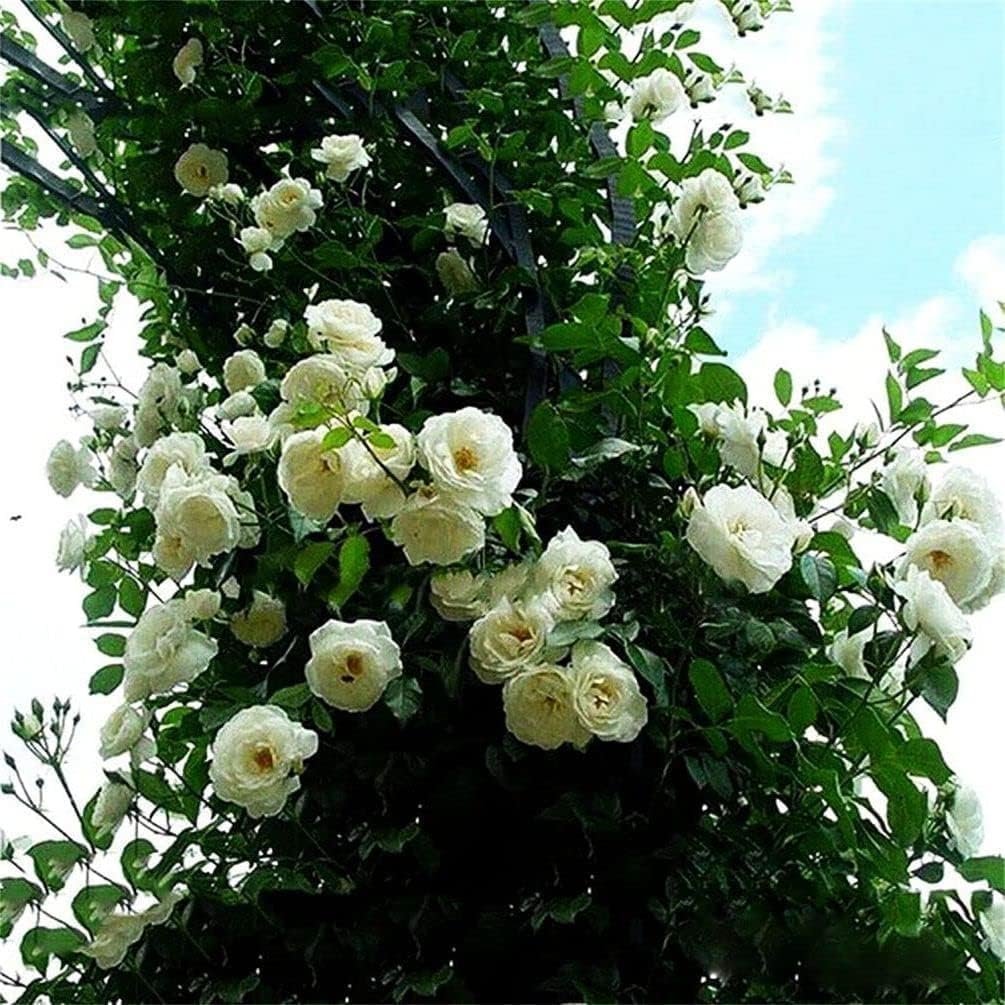 Rare ' Mixed ' Climbing Rose Seeds Perennial Super Fragrance Rose flower 40 Rose Seeds Pack - Image 4