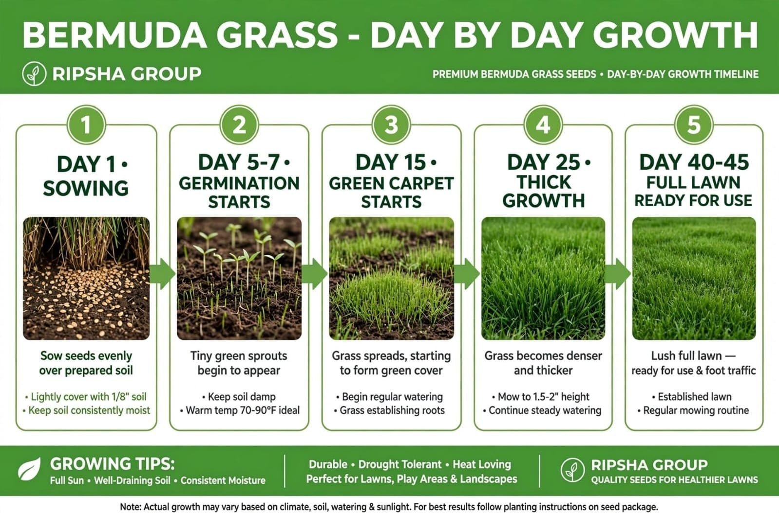 Mexican Bermuda A1 Grass Seeds, 50g Pack of 1 - Image 6