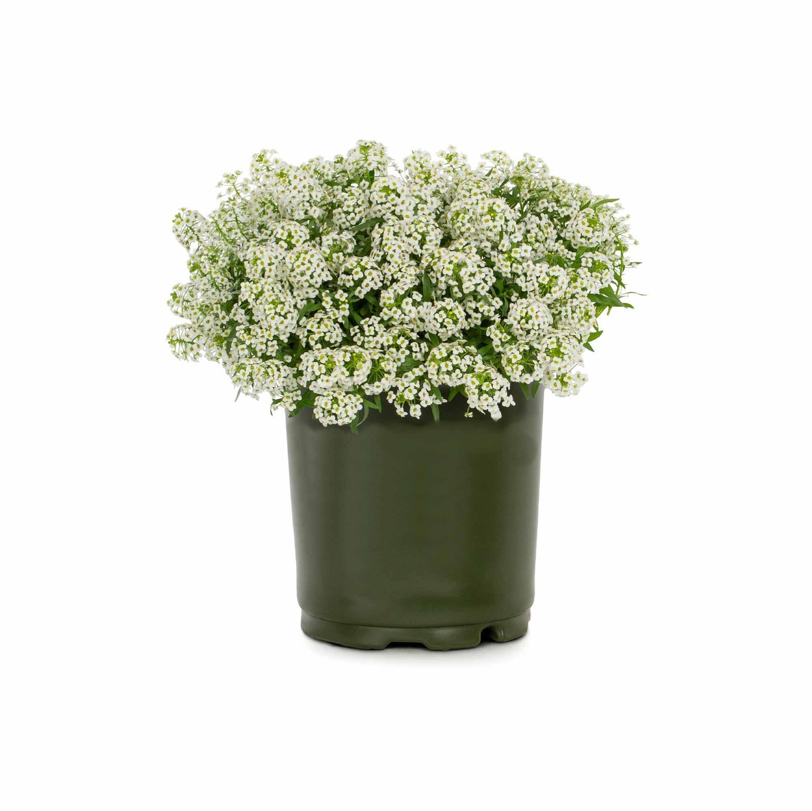 Alyssum Flower Seeds (White, Pack of 100) - Image 2