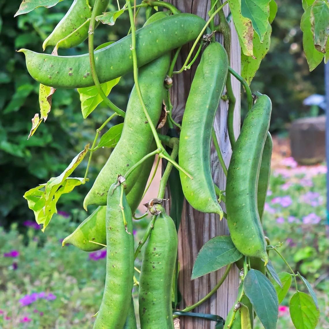 Mousim (Sword Bean) Seeds for Planting -21 Seeds | Fast Growing Climbing Bean Seed | High Yield Variety