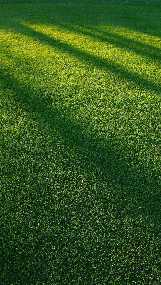 ® Rye Grass Seeds for home gardening (Pack of 100 seeds) - Image 3