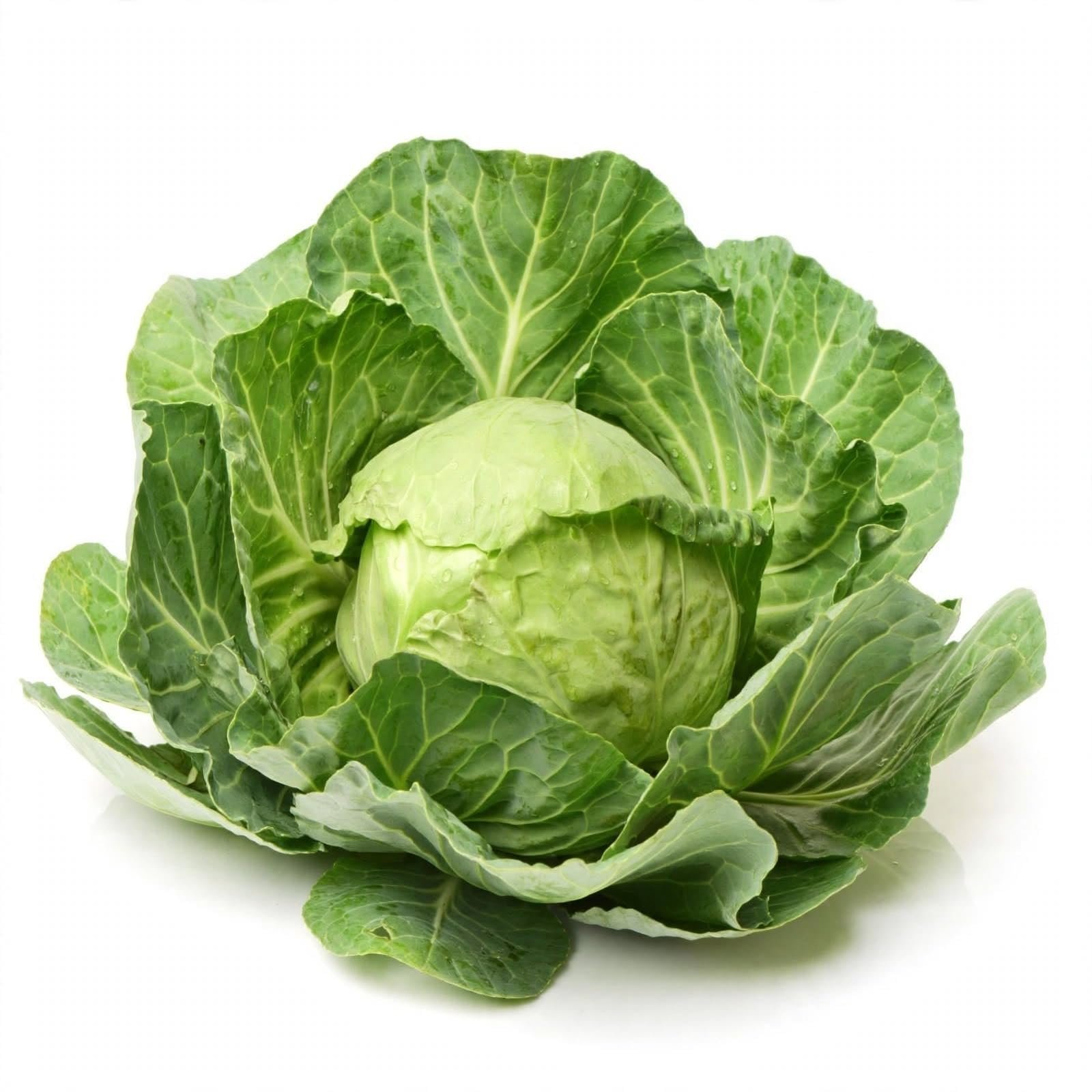 Combo Pack Cabbage + Cauliflower | 500 Seeds | Easy Home Gardening - Image 2