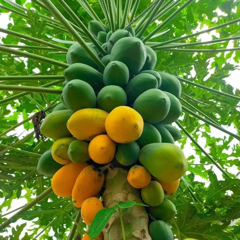 Taiwan Red Lady 786 F1 Original Hybrid Papaya Seeds, Non-GMO Organic, High Germination Rate (95%), Disease Resistant, All Seasons (Net. 50+ Seeds) - Image 5