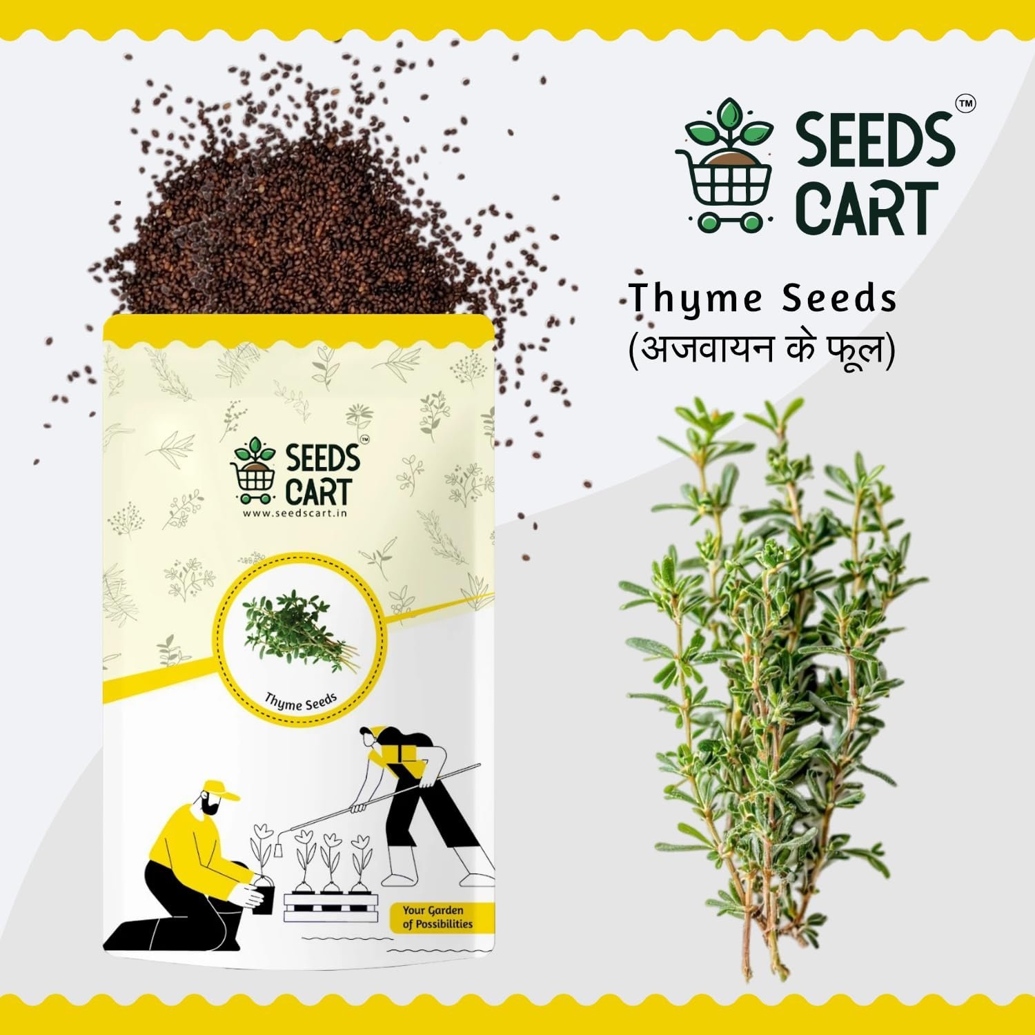 Thyme Seeds For Planting | Non-Hybrid, Open Pollinated And Non-GMO | Thyme Herb Seeds For Home & kitchen Garden - (Approx 360 Seeds Per Pack) - Image 2