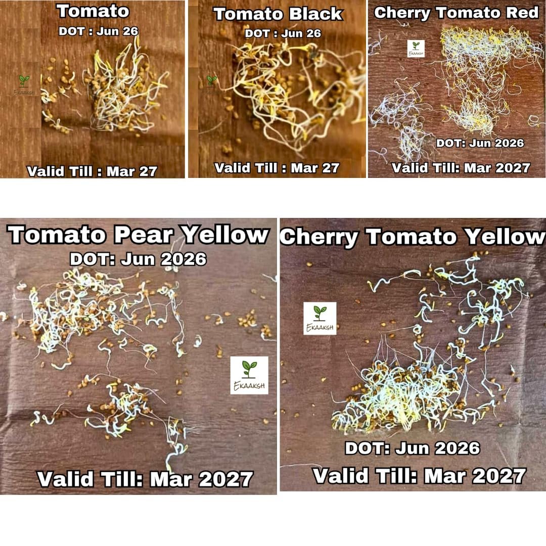 Premium All Season 5 Tomato Seeds Collection | Includes Free Seed Germination Paper & Planting Guide | Seed Germination Result | Ideal for Home, Terrace & Kitchen Gardening - Image 2