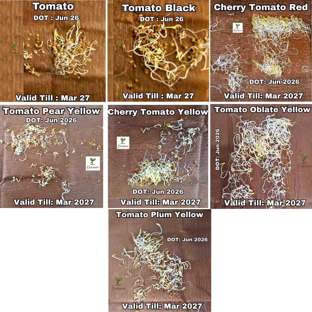Premium All Season 7 Tomato Seeds Collection | Includes Free Seed Germination Paper & Planting Guide | Seed Germination Result | Ideal for Home, Terrace & Kitchen Gardening - Image 2