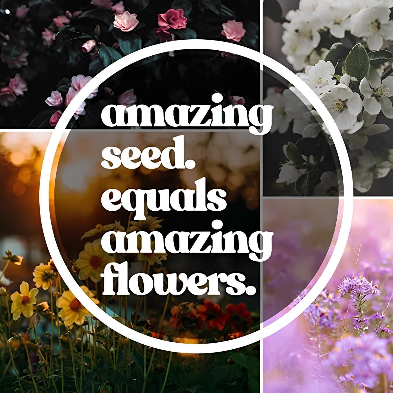 7 Multicolor Rose Gulab Flower Seeds, 105+ Seeds (Red, Blue, White, Black, Green, Pink, Yellow 15+ Pcs, Each) - Image 4