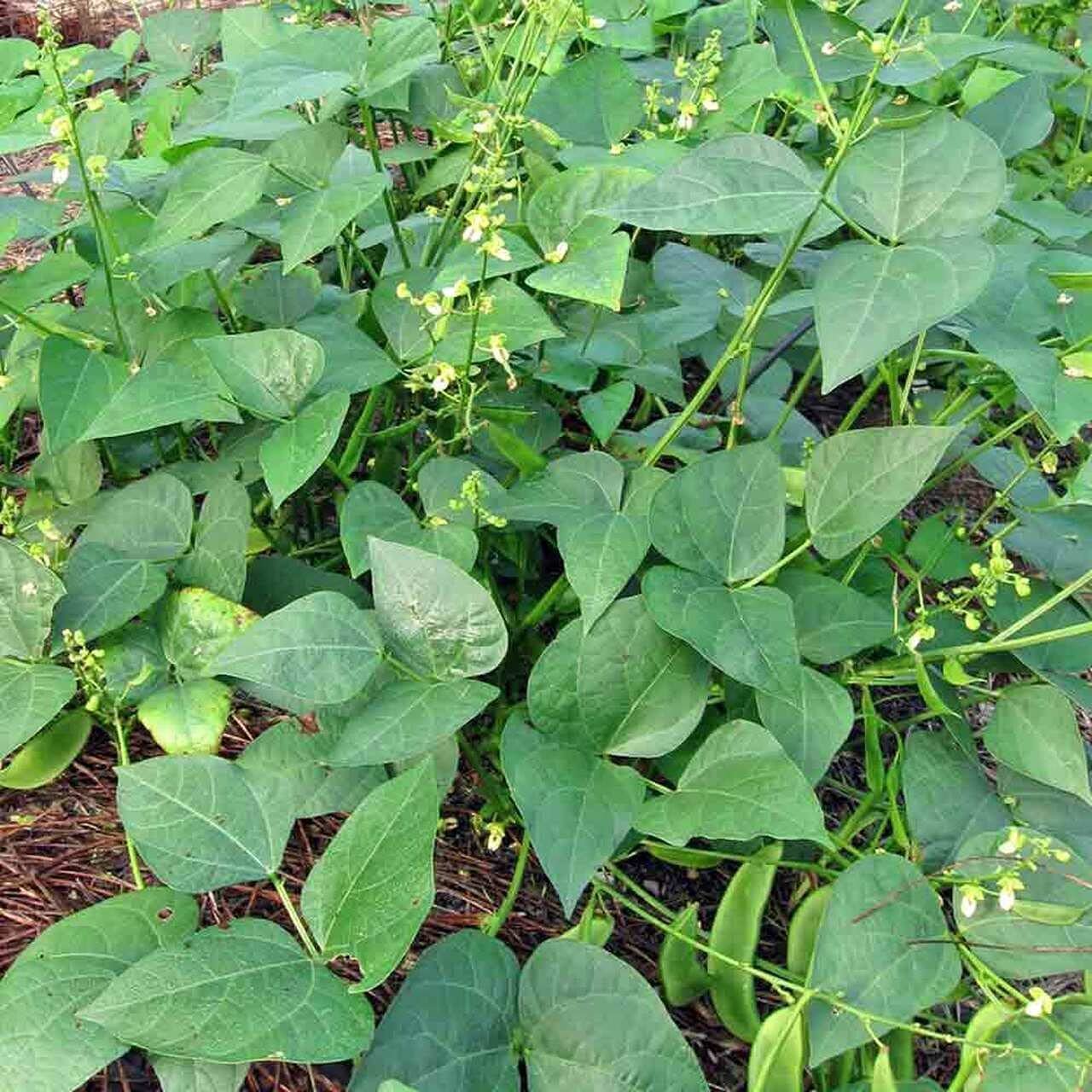 "Countgreen Plus Lima Beans (Sem Fali) Seeds High-Yield, Organic Variety for Fresh, Nutritious Beans; Ideal for Home Gardens and Commercial Cultivation (Pack of 40 Seeds)" - Image 3