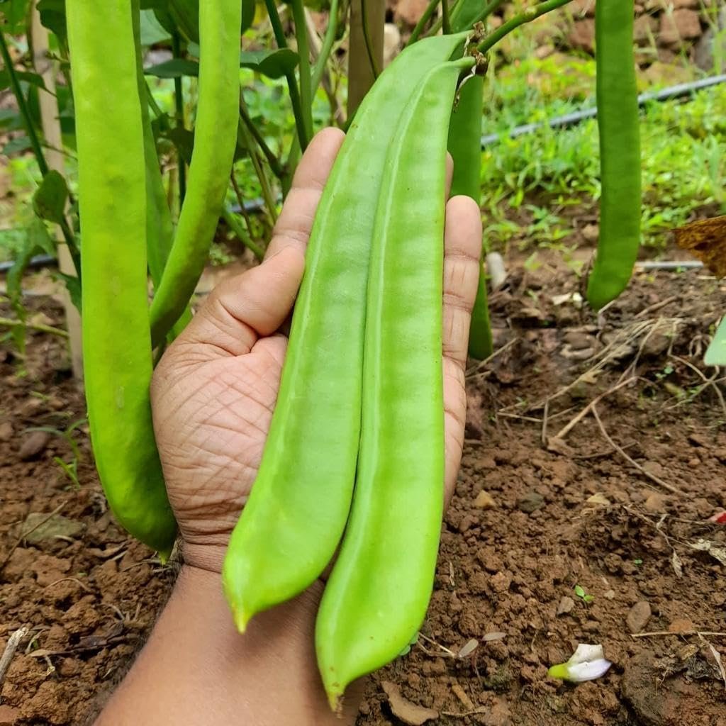 Mousim (Sword Bean) Seeds for Planting -21 Seeds | Fast Growing Climbing Bean Seed | High Yield Variety - Image 2