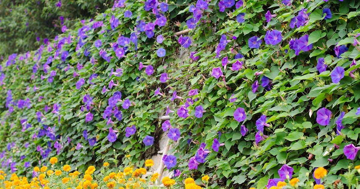 Morning Glory Flower Seeds for Planting – Fast Growing Climbing Vine, Mixed Color Blooms, Easy to Grow Garden Seeds (Pack of 30 Seed) - Image 2