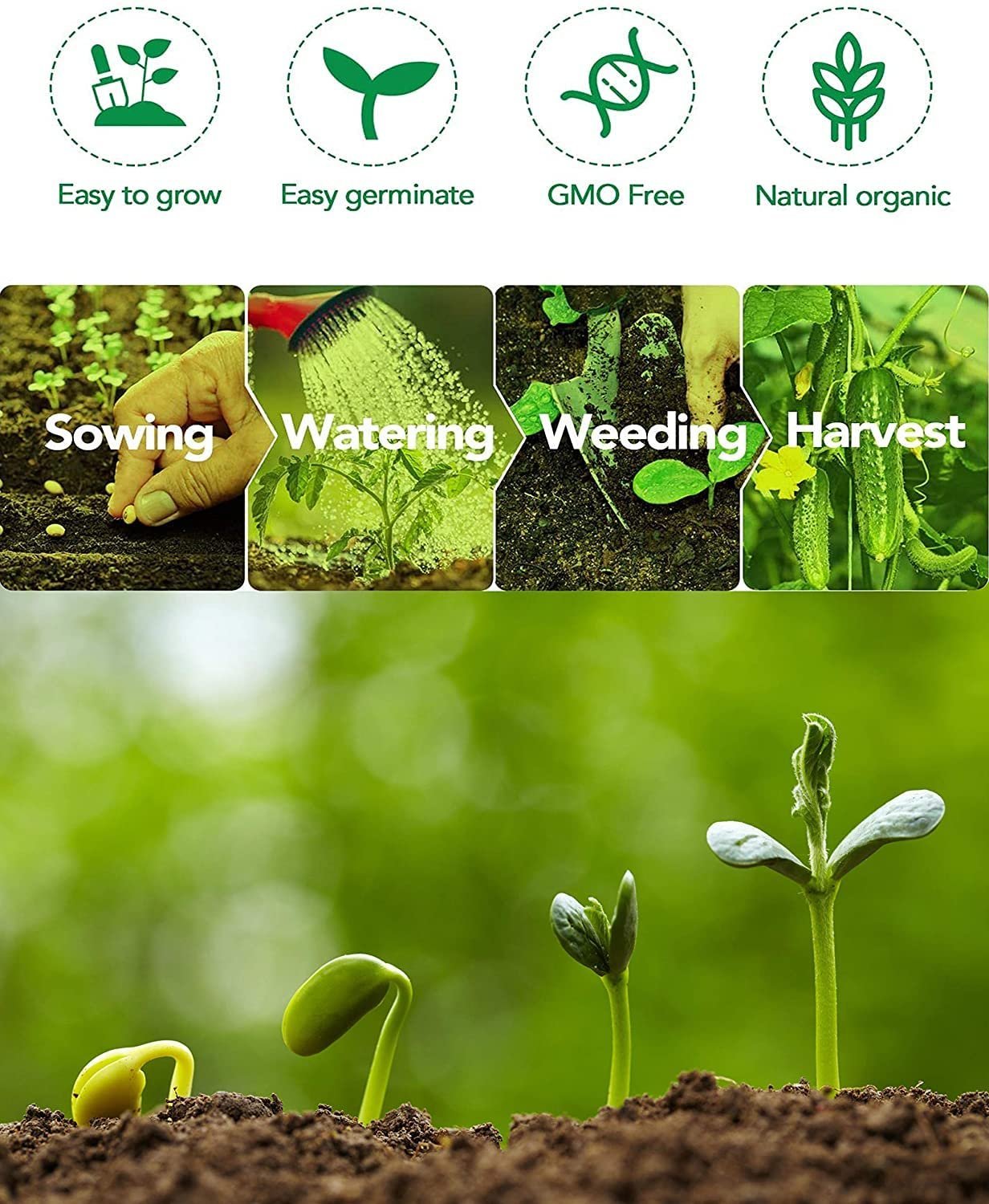 Hybrid F1 Watermelon/Tarbooz Seeds For Planting-(800 Seeds)