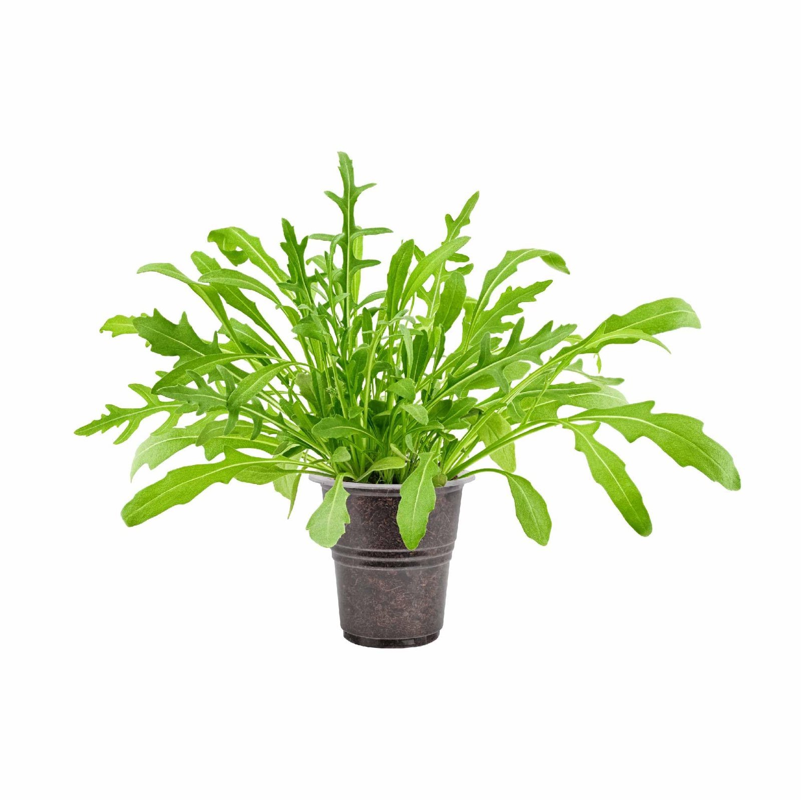 Rocket Arugula Herb Seeds (Green, Pack of 1000) - Image 7