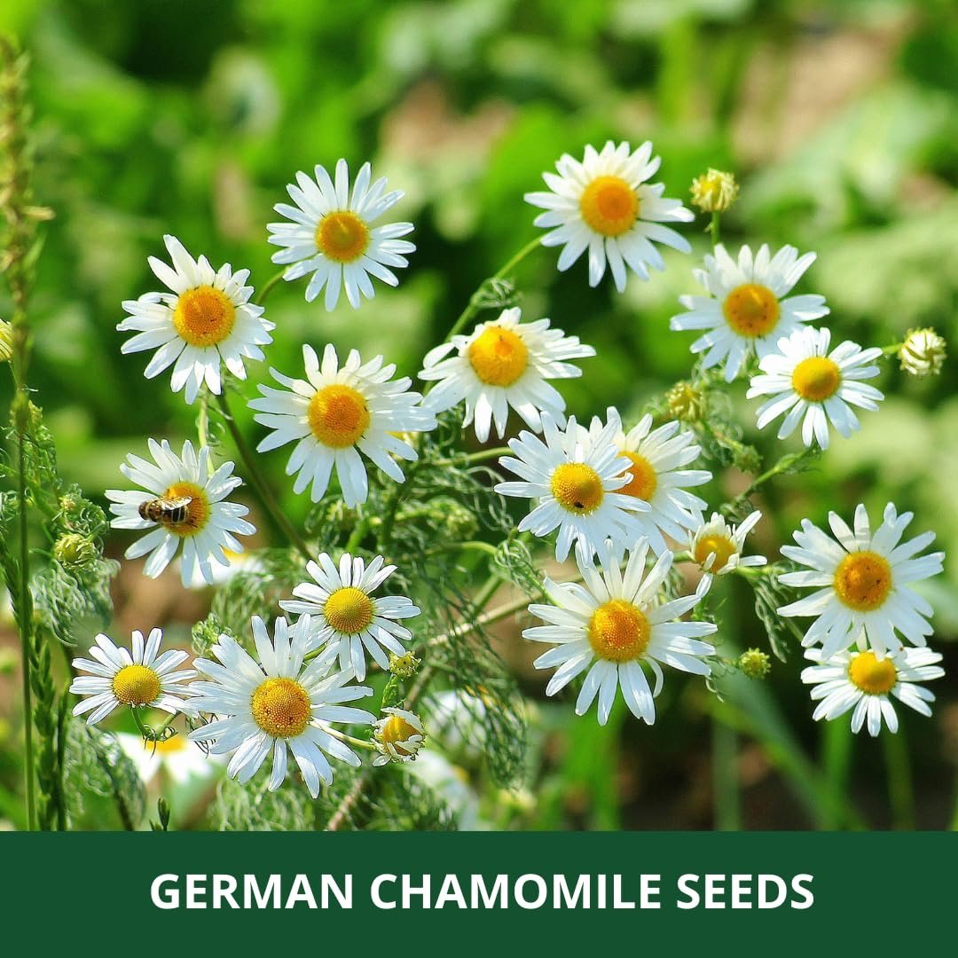 ~ German chamomile Herbs Planting Seeds – ideal for both home gardening and farming | Includes 2 Packets (Each with 400 Seeds, Total 800 no’s in 2 Packets) - Image 4