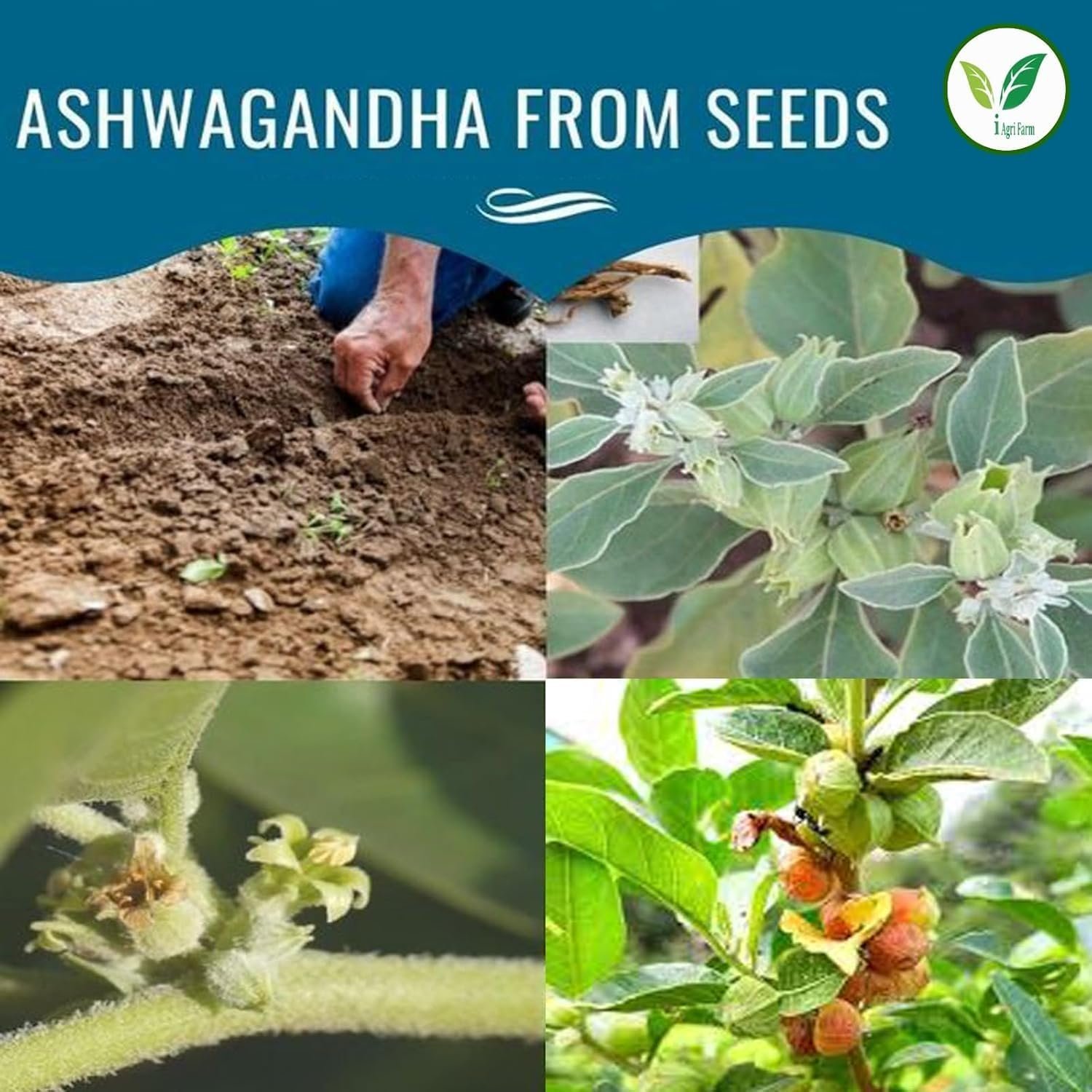 Ashwagandha Cultivation Seeds, 1 Kg, Jawahar-2 Variety - Image 6