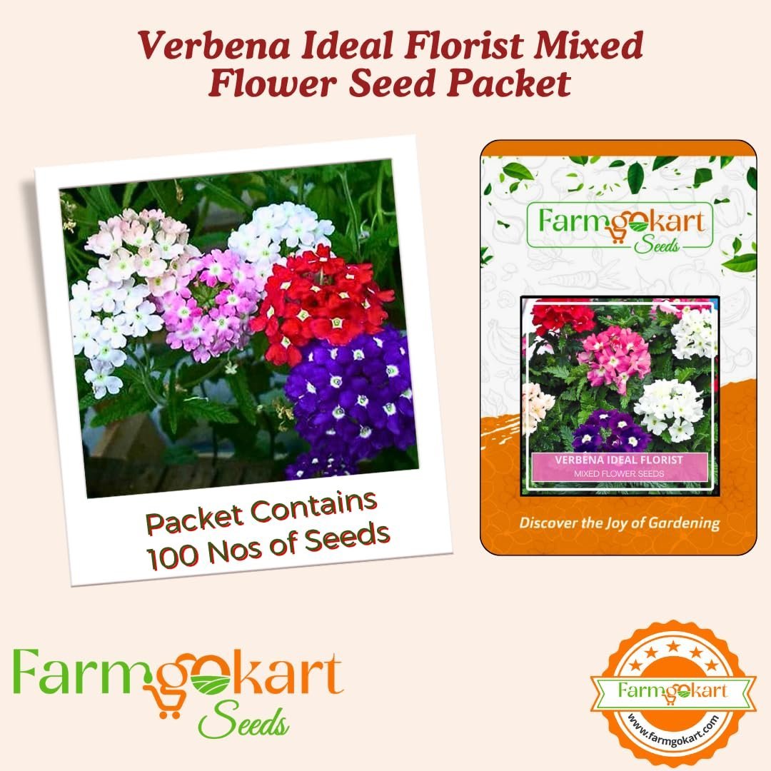 Winter Season ~ Flower Seeds Combo Collection Pack of 6 varieties for Home Garden ~ Dahlia, Sweet William, Mesembrayanthem, Salvia, Gazania and Verbana - Image 7