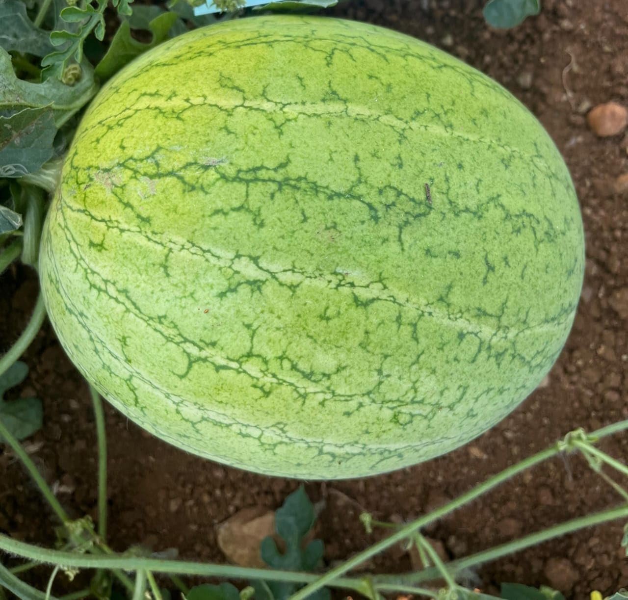 Watermelon Yellow Thai Vegetable Seeds, Vegetable Seeds for Home Gardening, Vegetable Planting Seeds for Kitchen, Watermelon Yellow Thai Seeds (Pack of 2g) - Image 2
