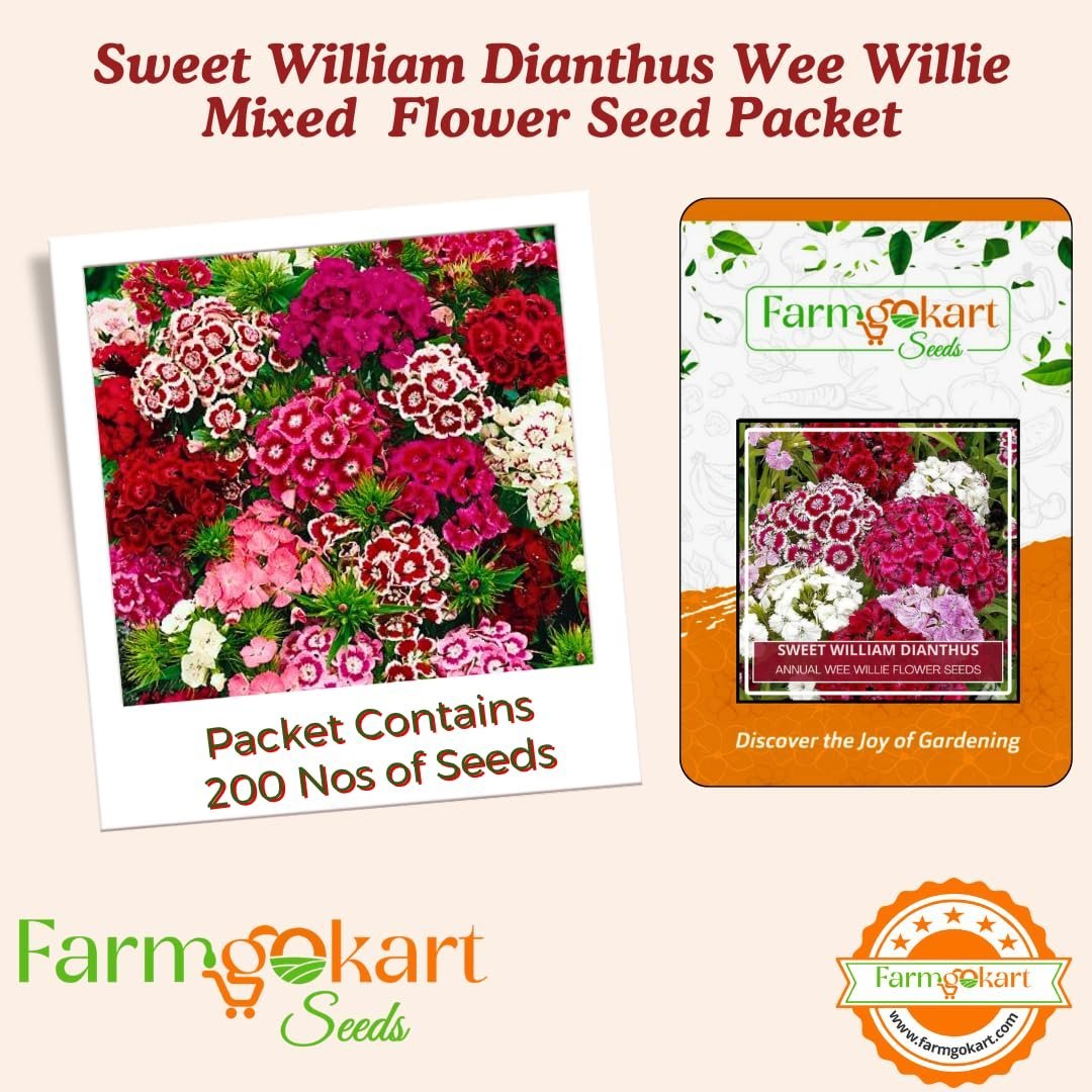 Winter Season ~ Flower Seeds Combo Collection Pack of 6 varieties for Home Garden ~ Dahlia, Sweet William, Mesembrayanthem, Salvia, Gazania and Verbana - Image 3