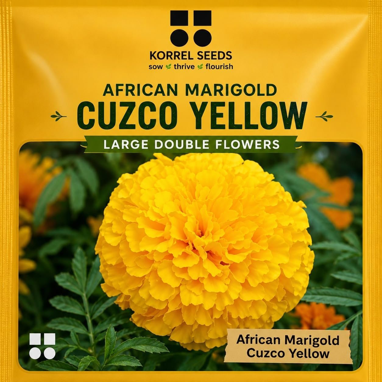 African Marigold Cuzco F1 Hybrid Yellow Flower Seeds | Professional Growers Pack | 1000 Seeds | Large Double Flowers | Nursery & Commercial Cultivation (1000 Seeds)