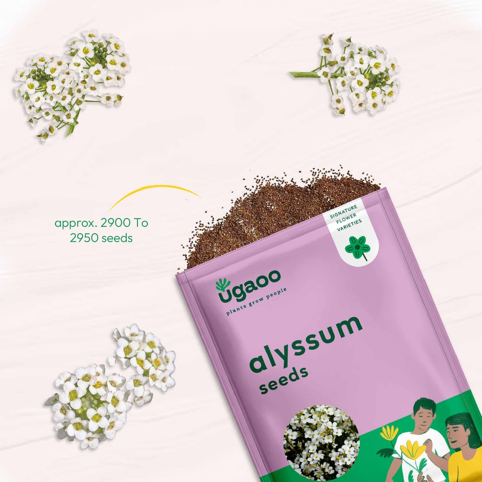 Alyssum Flower Seeds (White, Pack of 100) - Image 3