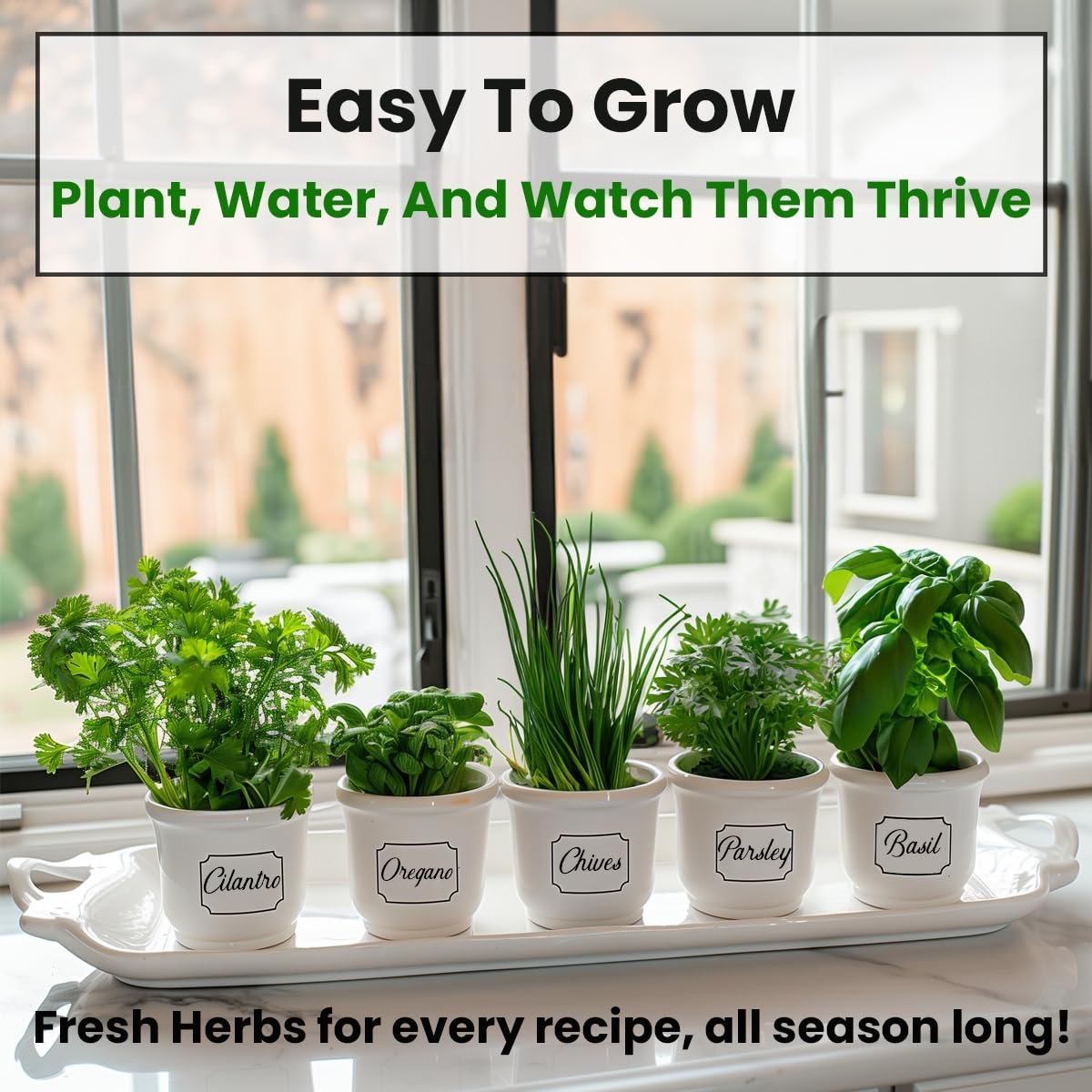 Set of 5 herb seeds, oregano, coriander, parsley, basil, chives - Image 2