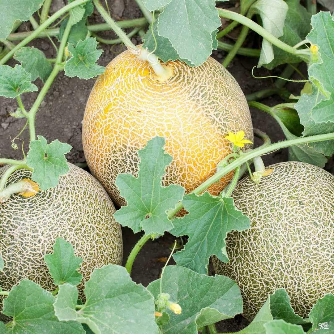 Muskmelon F1-Hybrid Seeds (15 Seeds) ? | Ideal for planting, Gardening and Farming | With more than 80% Germination - Image 3