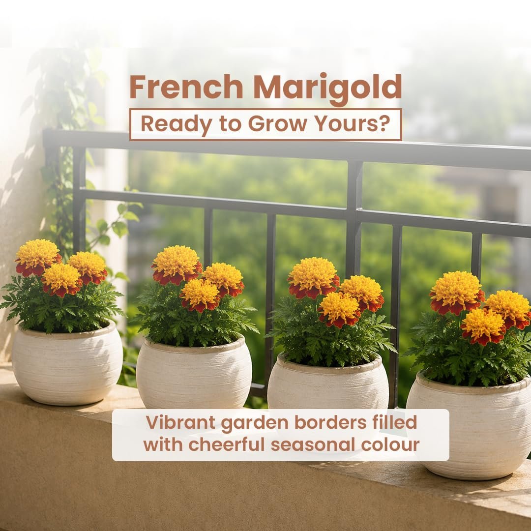 French Marigold Orange Flower Seeds (Pack of 200) – Patula Nana; Easy to Grow Pots & Balcony Friendly - Imported GIY Seeds for Balcony & Home Gardening - Image 5