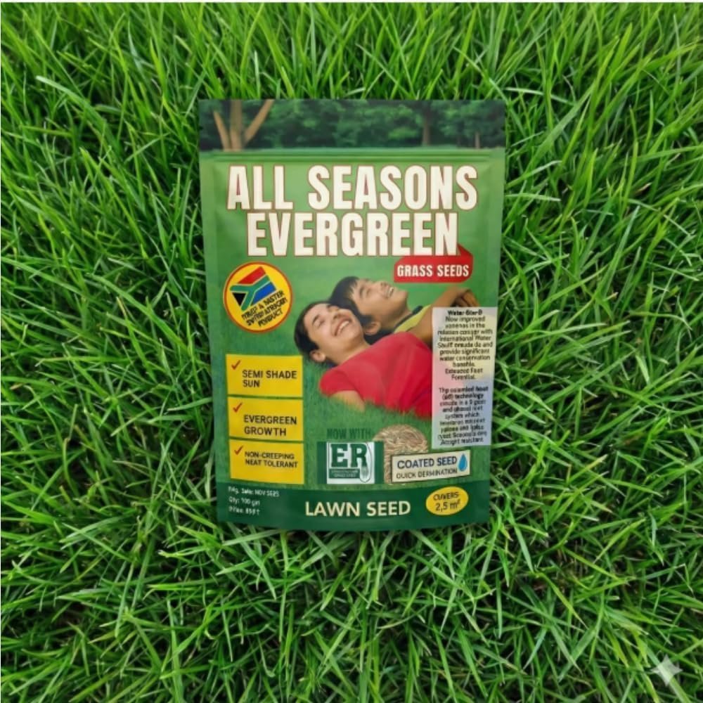 All Seasons Evergreen Grass Seeds Fast Germination Lawn Grass Seed Mix for Year-Round Green Turf Garden Lawn Yard Balcony Landscaping Easy Grow Durable Grass (PACK OF 2) - Image 2